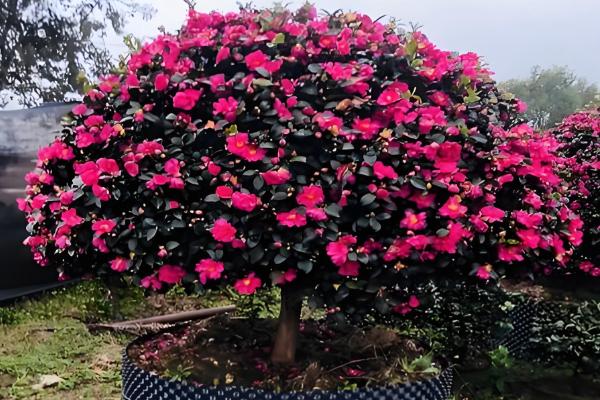 山茶花与茶梅有什么区别，株高、花朵等方面都不同