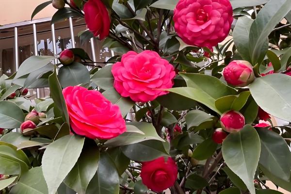 山茶花与茶梅有什么区别，株高、花朵等方面都不同