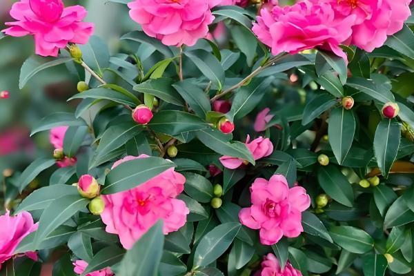 山茶花与茶梅有什么区别，株高、花朵等方面都不同