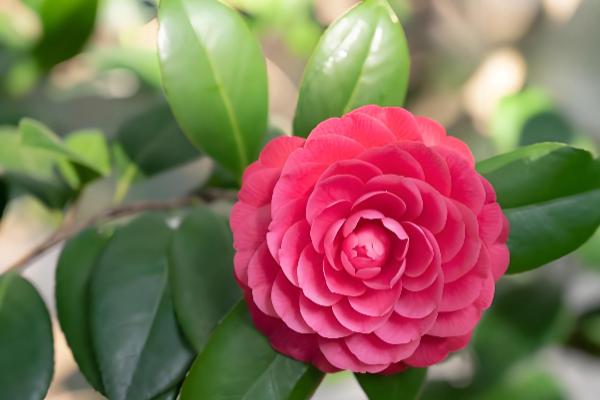 山茶花与茶梅有什么区别，株高、花朵等方面都不同