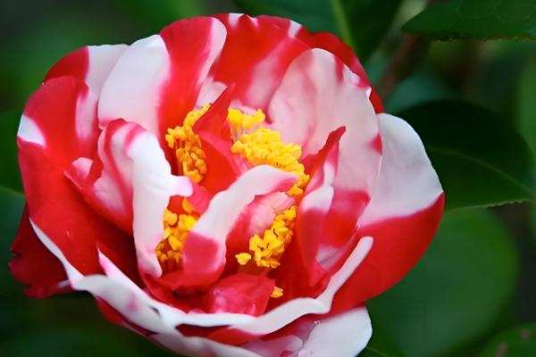 山茶花与茶梅有什么区别，株高、花朵等方面都不同