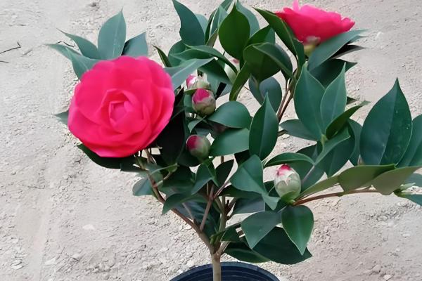 山茶花与茶梅有什么区别，株高、花朵等方面都不同