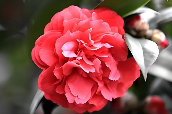 山茶花与茶梅有什么区别，株高、花朵等方面都不同