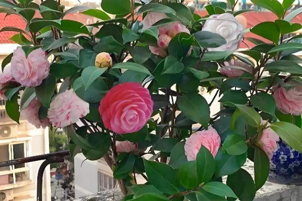 山茶花与茶梅有什么区别，株高、花朵等方面都不同