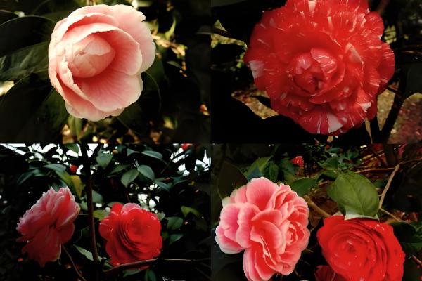 山茶花与茶梅有什么区别，株高、花朵等方面都不同