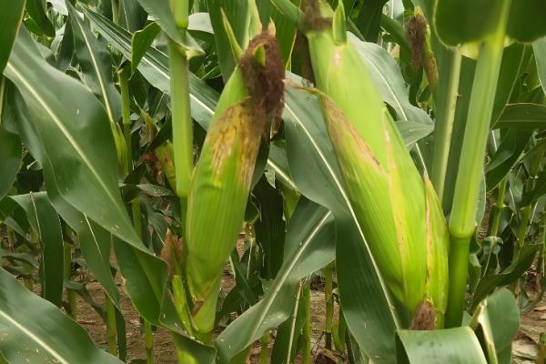 航星188玉米种的栽培技术，根据生长情况科学合理施肥