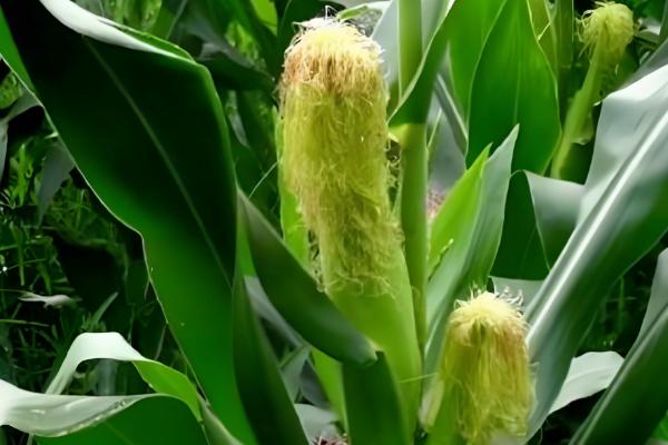 航星188玉米种的栽培技术，根据生长情况科学合理施肥