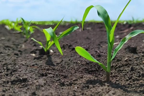 航星188玉米种的栽培技术，根据生长情况科学合理施肥