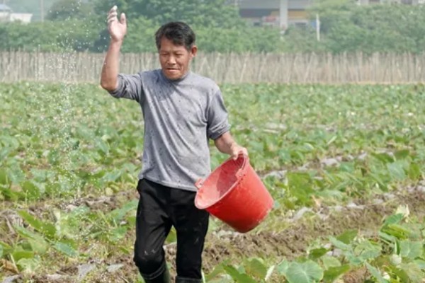 香芋怎么种植，发棵期每周浇一次水