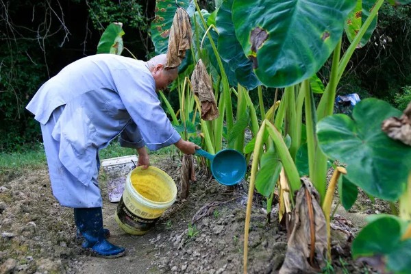 香芋怎么种植，发棵期每周浇一次水