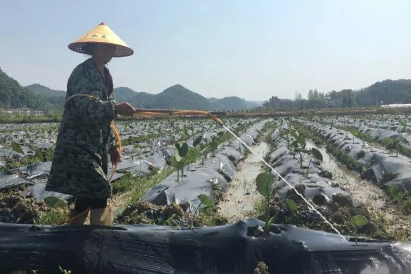香芋怎么种植，发棵期每周浇一次水
