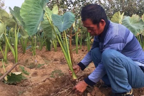 香芋怎么种植，发棵期每周浇一次水