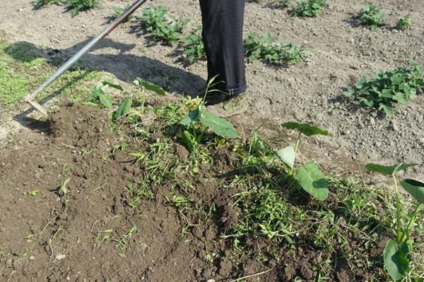 香芋怎么种植，发棵期每周浇一次水