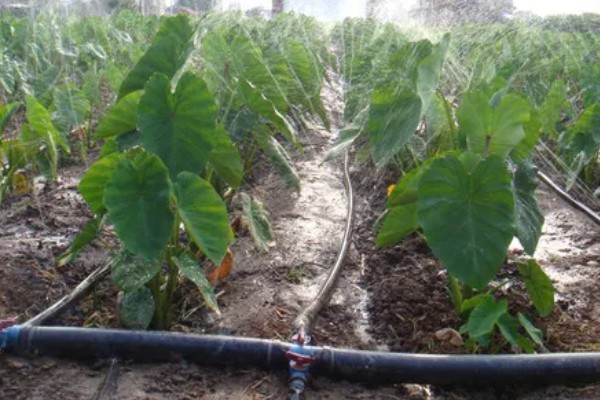 香芋怎么种植，发棵期每周浇一次水