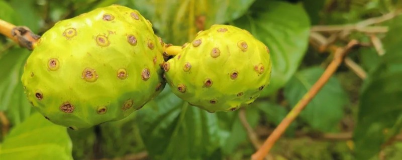 诺丽果怎么种植，苗期追施尿素可促进枝叶生长