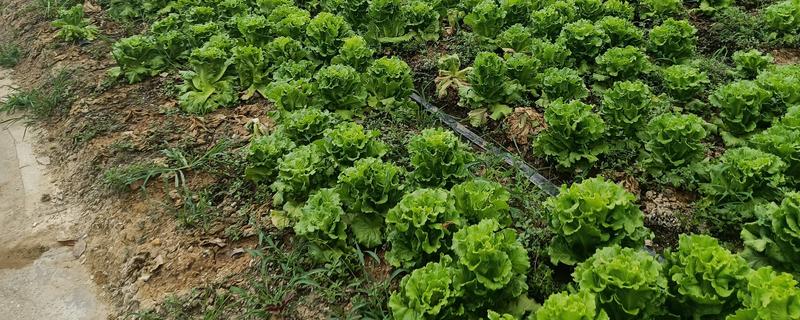 生菜有哪些品种，常见的有奥林匹亚、北山三号等