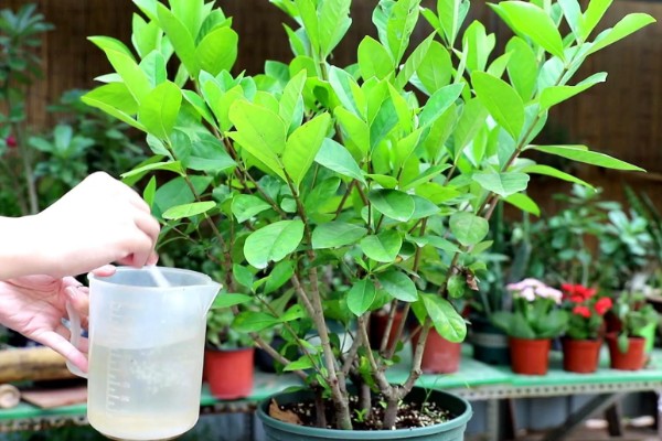 栀子花蕾不开都掉了的原因，可能是浇水过多所致