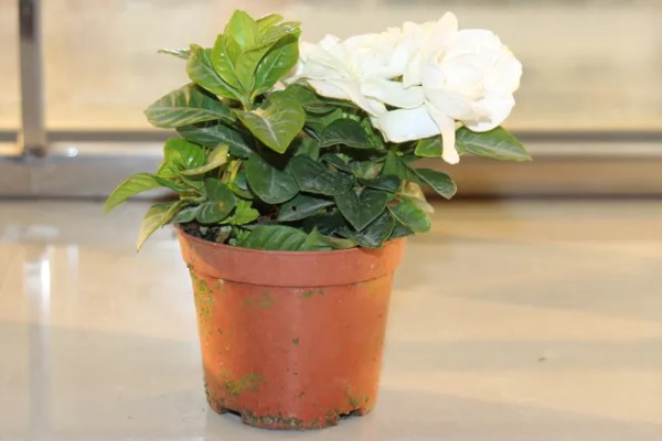 栀子花蕾不开都掉了的原因，可能是浇水过多所致