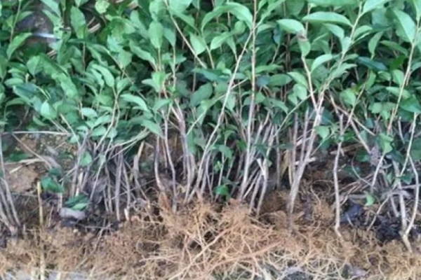 贵州山区茶树的栽培技术，选择抗寒、抗旱品种