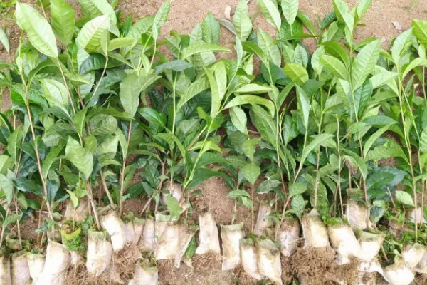 贵州山区茶树的栽培技术，选择抗寒、抗旱品种