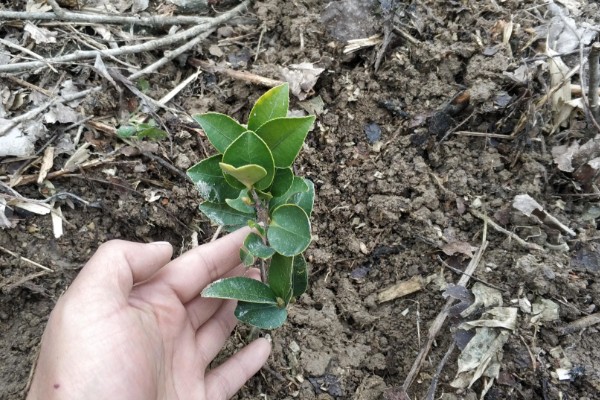 贵州山区茶树的栽培技术，选择抗寒、抗旱品种