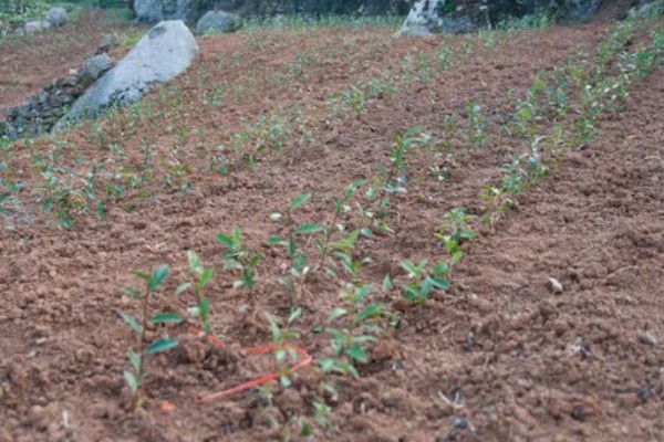 贵州山区茶树的栽培技术，选择抗寒、抗旱品种