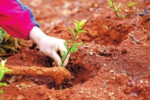 贵州山区茶树的栽培技术，选择抗寒、抗旱品种