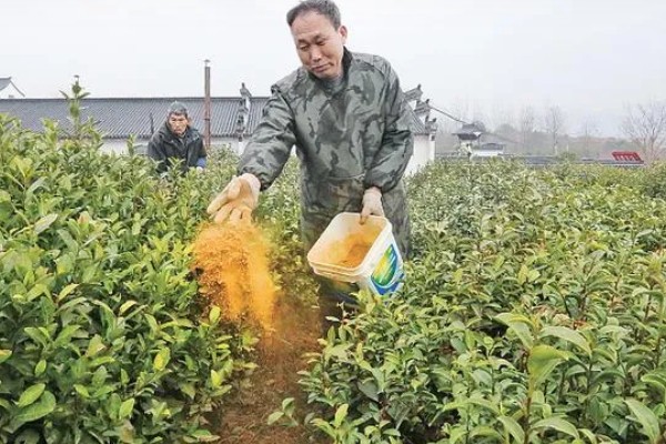 贵州山区茶树的栽培技术，选择抗寒、抗旱品种