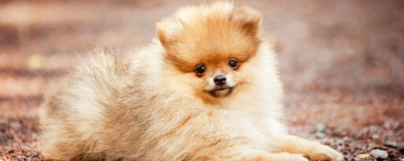 狗狗骨折有什么症状，长骨骨折会导致无法站立