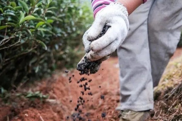 贵州山区茶树的栽培技术，选择抗寒、抗旱品种