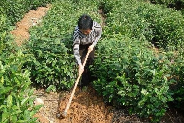 贵州山区茶树的栽培技术，选择抗寒、抗旱品种