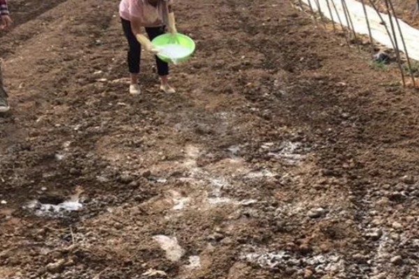 贵州山区茶树的栽培技术，选择抗寒、抗旱品种