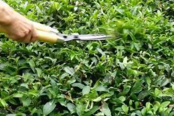 贵州山区茶树的栽培技术，选择抗寒、抗旱品种