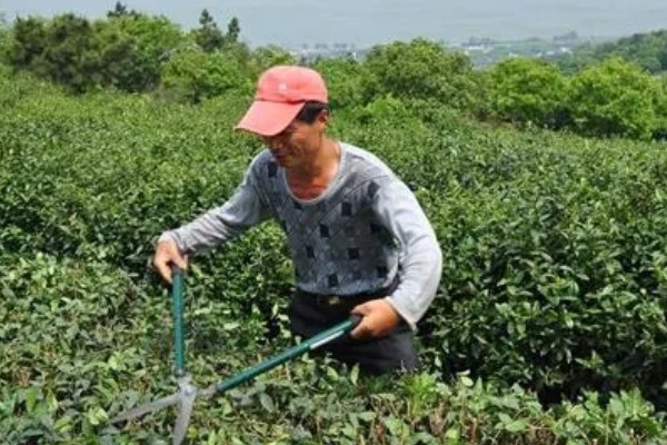 贵州山区茶树的栽培技术，选择抗寒、抗旱品种