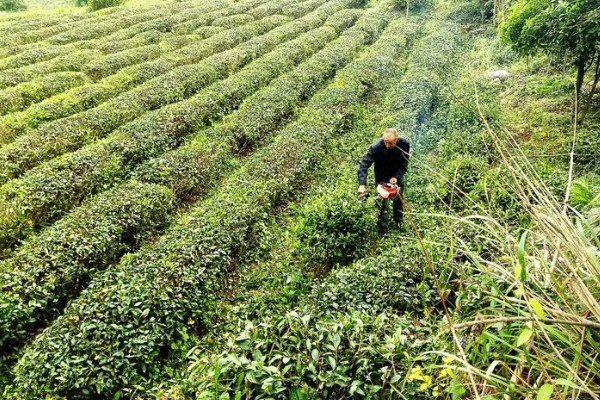 贵州山区茶树的栽培技术，选择抗寒、抗旱品种