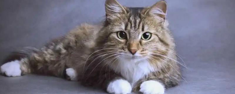 猫不能吃什么东西，洋葱、大蒜等食物禁止饲喂