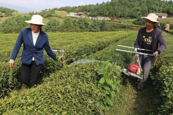 贵州山区茶树的栽培技术，选择抗寒、抗旱品种