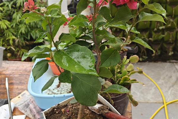 室内三角梅几天浇一次水，需要间隔3-5天浇一次水