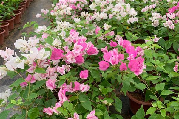 室内三角梅几天浇一次水，需要间隔3-5天浇一次水