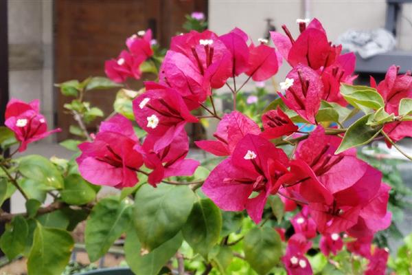 室内三角梅几天浇一次水，需要间隔3-5天浇一次水