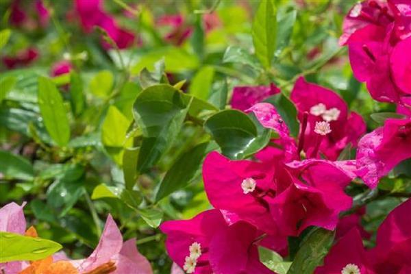 室内三角梅几天浇一次水，需要间隔3-5天浇一次水