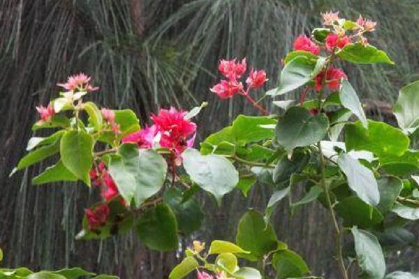 室内三角梅几天浇一次水，需要间隔3-5天浇一次水