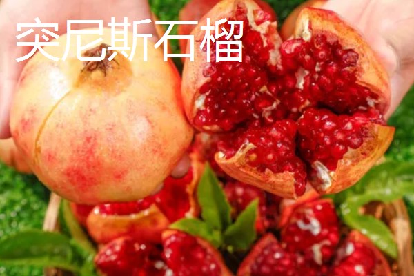 石榴是哪个季节的，属于秋季水果但会在8月份开始上市