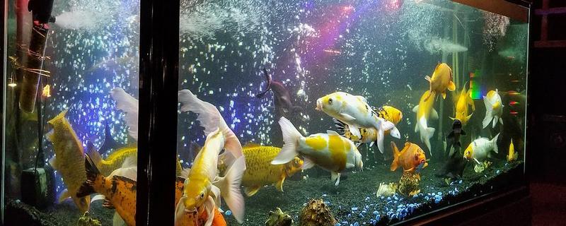 鱼缸灯光一直开着行不行，一直开着是不行的