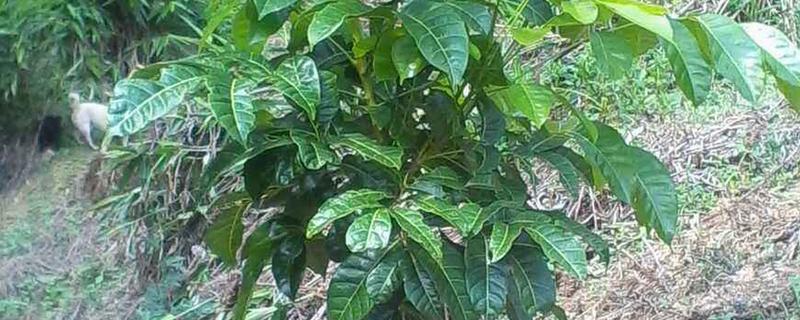 黑榄树的正确嫁接方法，把接穗底部削成斜口再插入砧木中