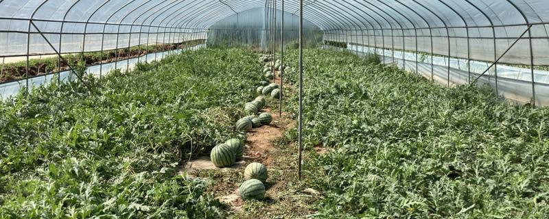 西瓜最晚种植时间，不能晚于6月20号