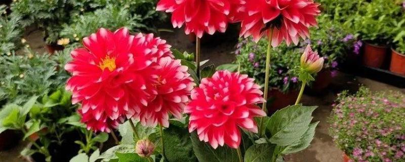 小丽花第二年还可以出来吗，还可以长出来