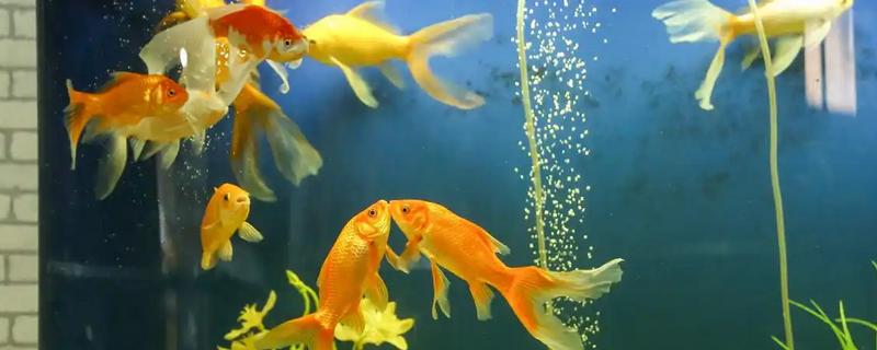 养金鱼怎么喂食，成年后每天喂一次