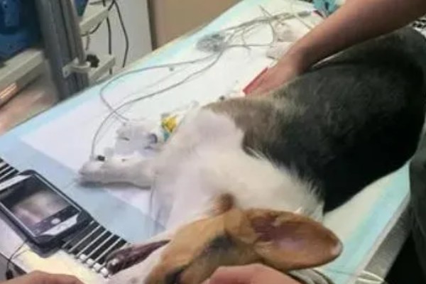 狗一氧化碳中毒的简介，会出现困倦、嗜睡等症状