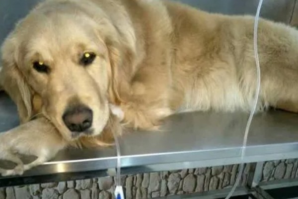 狗一氧化碳中毒的简介，会出现困倦、嗜睡等症状